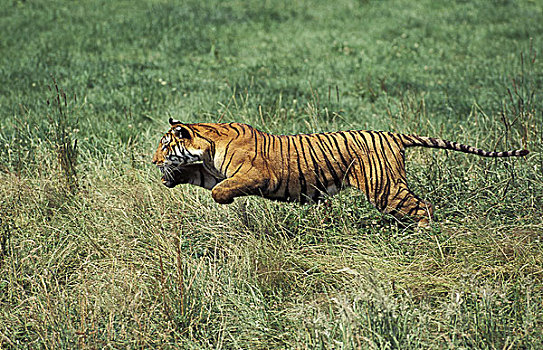孟加拉虎,虎,成年,跑