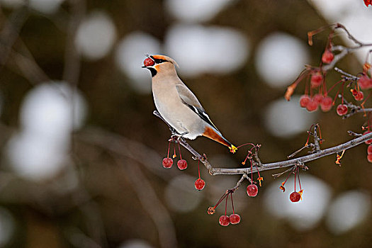 太平鸟,冬天,候鸟,萨德伯里,安大略省,加拿大