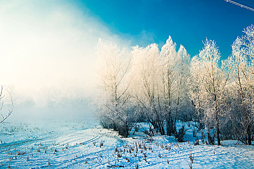 冬日,雪景,雪地,蓝天,雾松