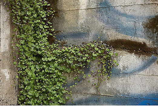 植物,水泥,墙壁