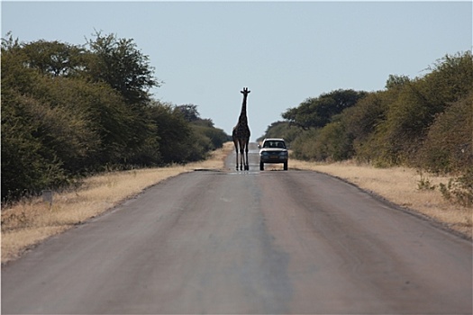 长颈鹿,路,纳米比亚