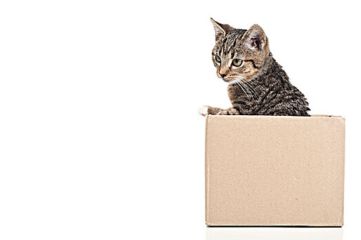小猫,纸箱