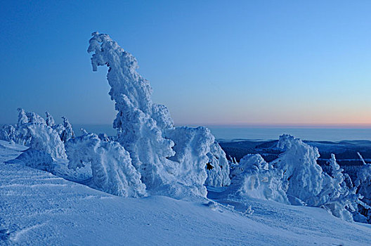 积雪,松树,黃昏,山,布罗肯,哈尔茨山,萨克森安哈尔特,德国,欧洲