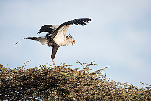 蛇鹫,射手座,翼,伸展,刺槐,靠近,恩戈罗恩戈罗火山口,保护区,坦桑尼亚