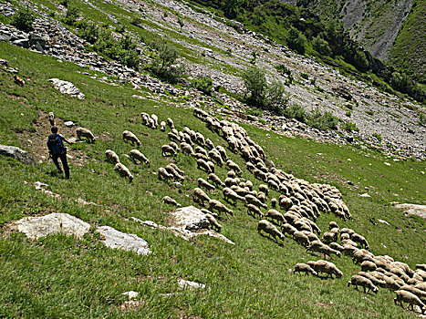 牧羊人,狗,看,牧群,高山,法国