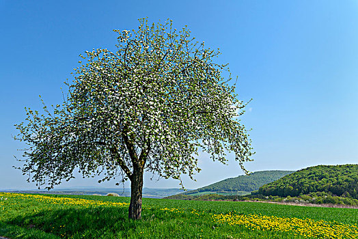 盛开,苹果树,春天,地区,坏,巴伐利亚,德国