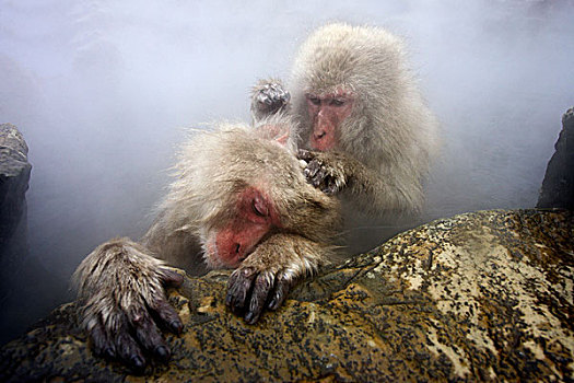 日本猕猴,雪猴,一对,温泉,日本