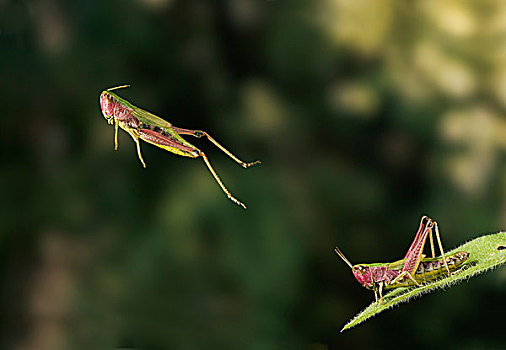 蝗虫,一个,两个,图像,分开,展示,动作,跳跃,英格兰