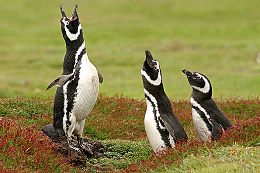 企鹅,三个,成年,驴叫,展示,豹,海滩,畜体,岛屿,福克兰群岛,南大西洋
