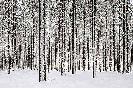 松树,树林,冬天