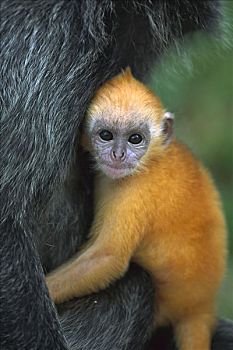 叶子,猴子,幼仔,母兽,幼兽,新生,橙色,灰色,成熟,雪兰莪州,马来西亚