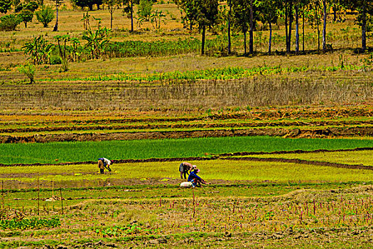 madagascar马达加斯加乡村田地耕种