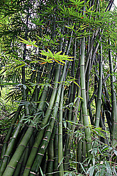 贵州赤水竹林