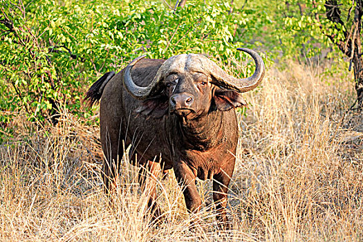 非洲,水牛,克鲁格国家公园,南非