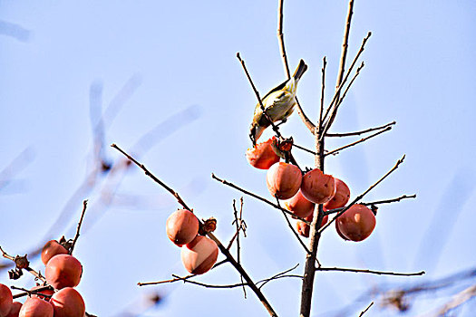 小鸟吃柿子