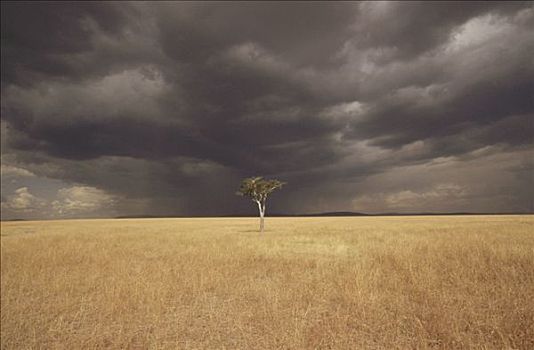 刺,金合欢,树,草地,马赛马拉国家保护区,肯尼亚