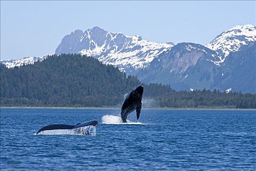 驼背鲸,幼兽,母兽,表面,湾,冰河湾国家公园,阿拉斯加