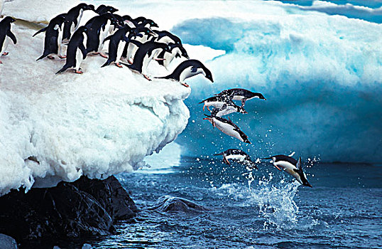 阿德利企鹅,群,跳跃,海洋,保利特岛,南极