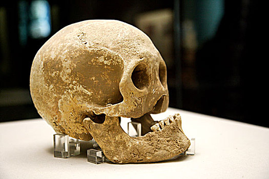 西安秦兵马俑博物馆内展示的随兵马俑出土的秦人颅骨