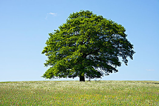 老,夏栎,栎属,栎树,盛开,草地,孤树,图林根州,德国,欧洲