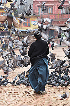 女人,喂食,鸽子,浮图纳特塔,加德满都,尼泊尔