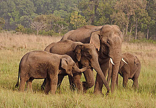 牧群,印度,亚洲象,国家公园