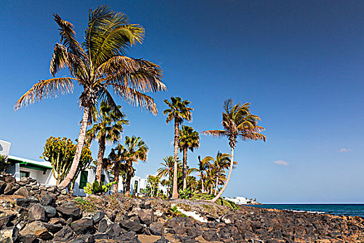 棕榈树,公寓,岩石,海滩,水,波多黎各,卡门,兰索罗特岛,加纳利群岛,西班牙