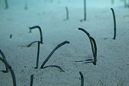 海底世界里的黄金花园鳗