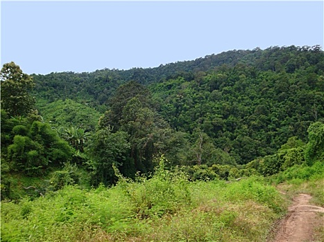 树林,风景,老挝