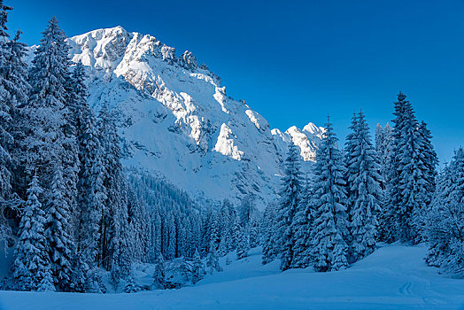 冬日树林,积雪,山,提洛尔,奥地利,欧洲