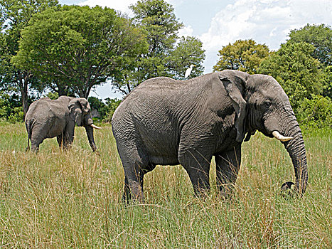 博茨瓦纳,白鹭,非洲象
