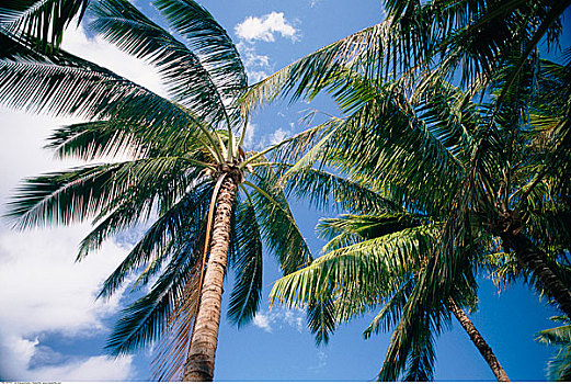 椰树,夏威夷,美国