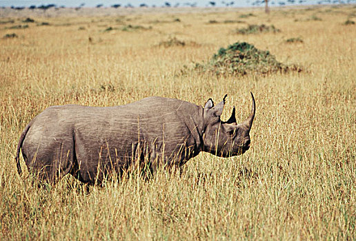 肯尼亚,马赛马拉国家保护区,黑犀牛,大幅,尺寸