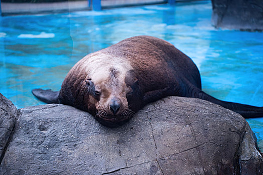 四川成都极地海洋公园里正在休息的海豹