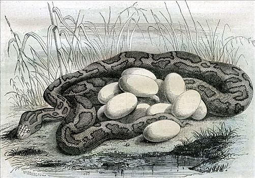 巨蟒,孵卵,蛋,19世纪