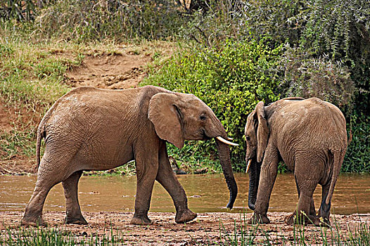 非洲象,站立,靠近,河,公园,肯尼亚