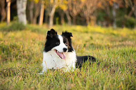 血统纯正牧羊犬