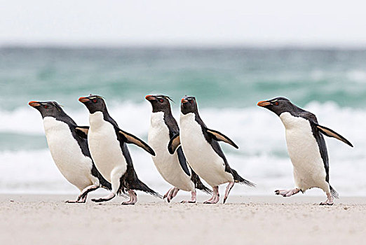 凤冠企鹅,南跳岩企鹅,南方,降落,群,给,安全,数字,湿,海滩
