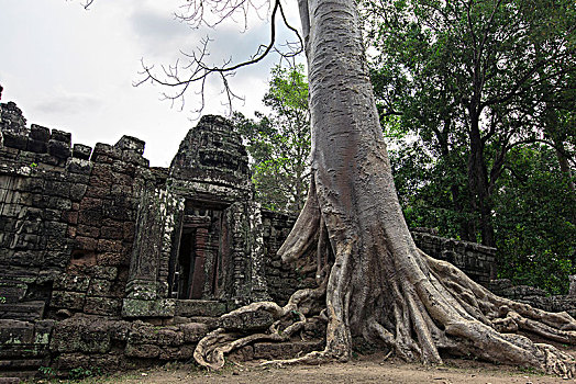 斑黛喀蒂大榕树柬埔寨暹粒吴哥