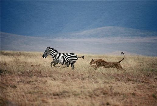 非洲狮,狮子,雌性,追逐,白氏斑马,斑马,塞伦盖蒂国家公园,坦桑尼亚