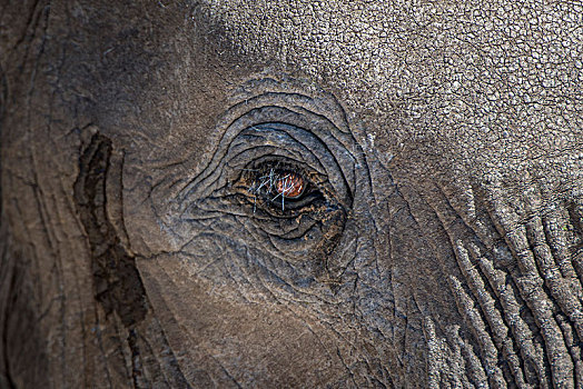 非洲象,眼,特写,埃托沙国家公园,地区,纳米比亚,非洲