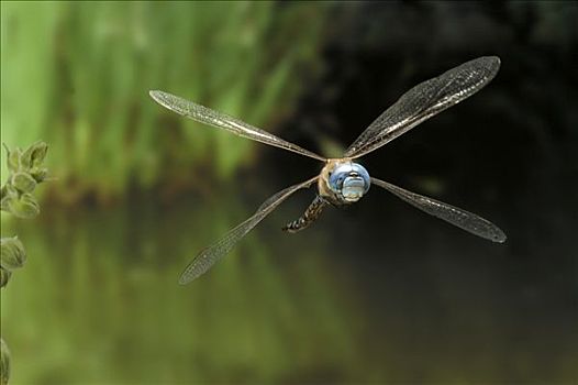 蓝眼睛,绿蜻蜓,多彩,蜻蜓,飞,海岸山脉,俄勒冈