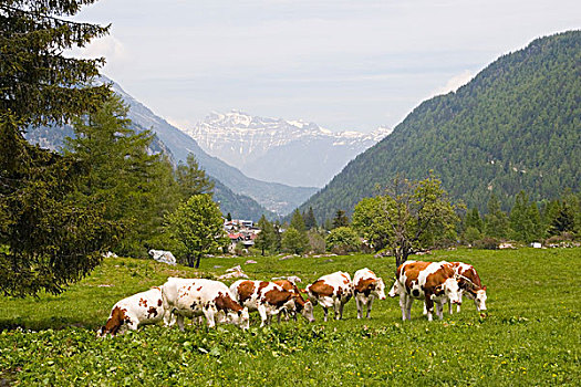 牧群,母牛,放牧,地点,法国