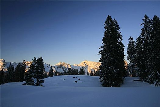 下雪,冷杉,滑雪坡,山,吐根堡,瑞士