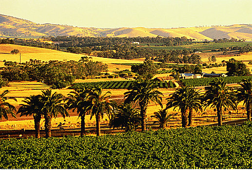 俯视,风景,农田,巴罗萨峡谷,澳洲南部,澳大利亚
