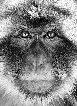 黑白相间的猴子图片