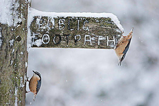 欧洲,五子雀,两个,成年人,积雪,标识,约克郡的南部,英格兰,英国