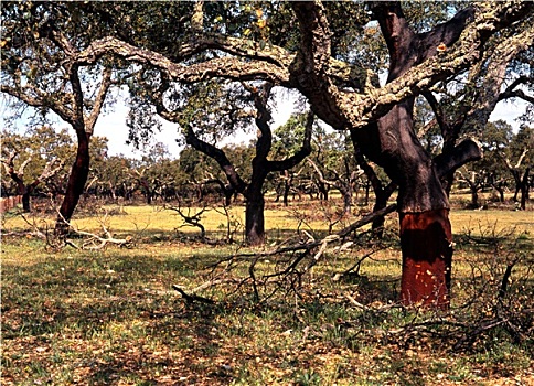 栓皮栎,树,区域,葡萄牙,西欧