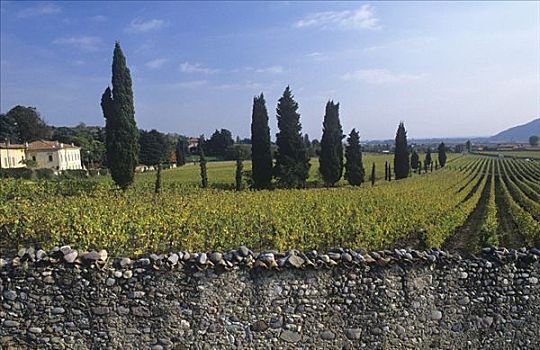 石墙,葡萄园,伦巴第,意大利