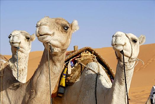 三个,骆驼,看,一个,方向,利比亚